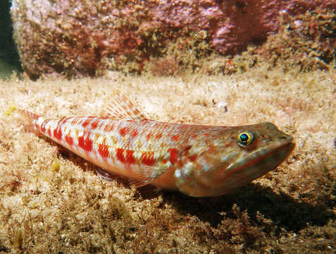 Image of lizardfish