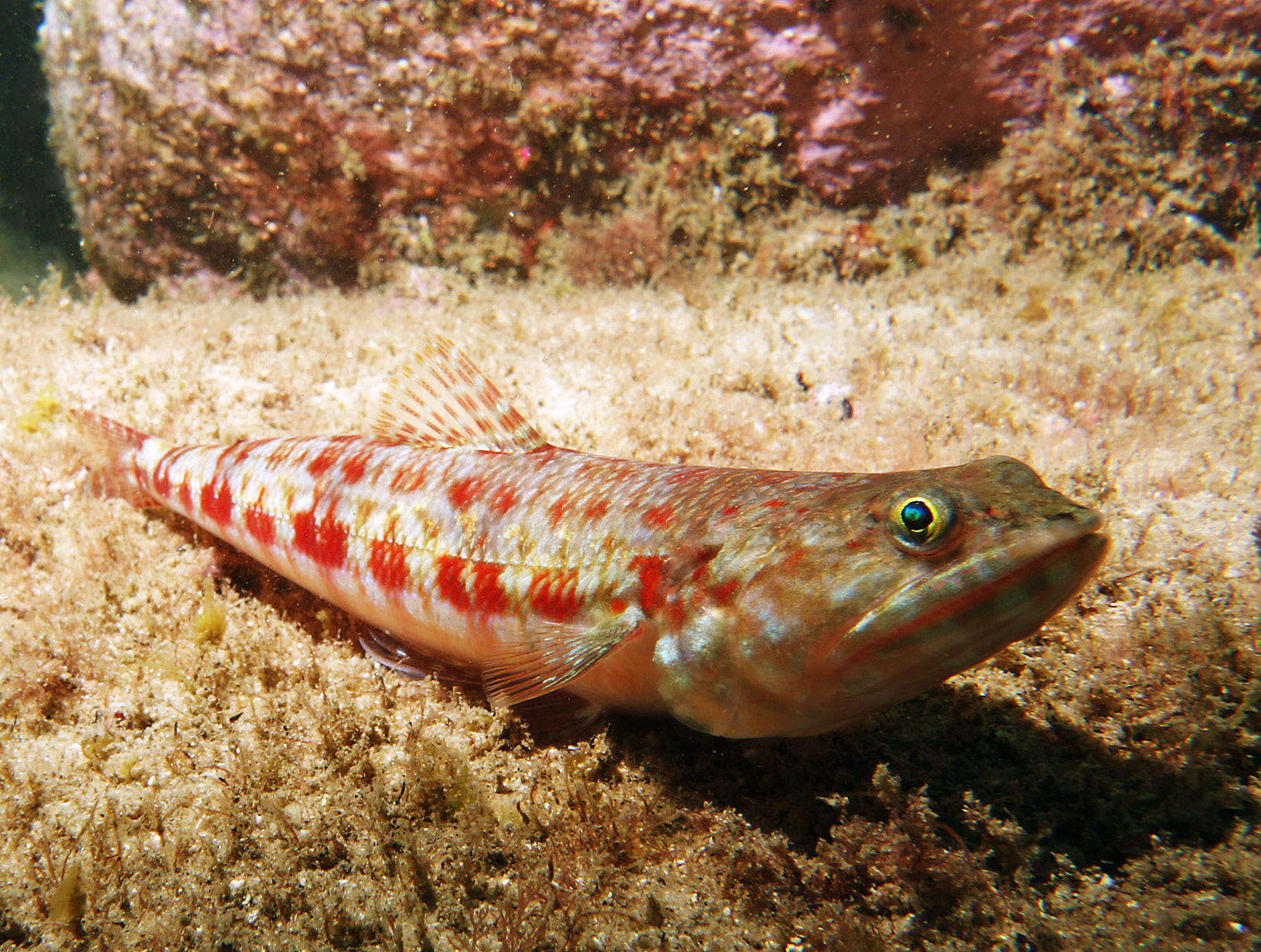 Image of Variegated lizardfish