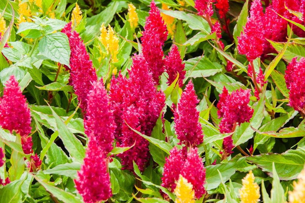 Imagem de Celosia argentea L.