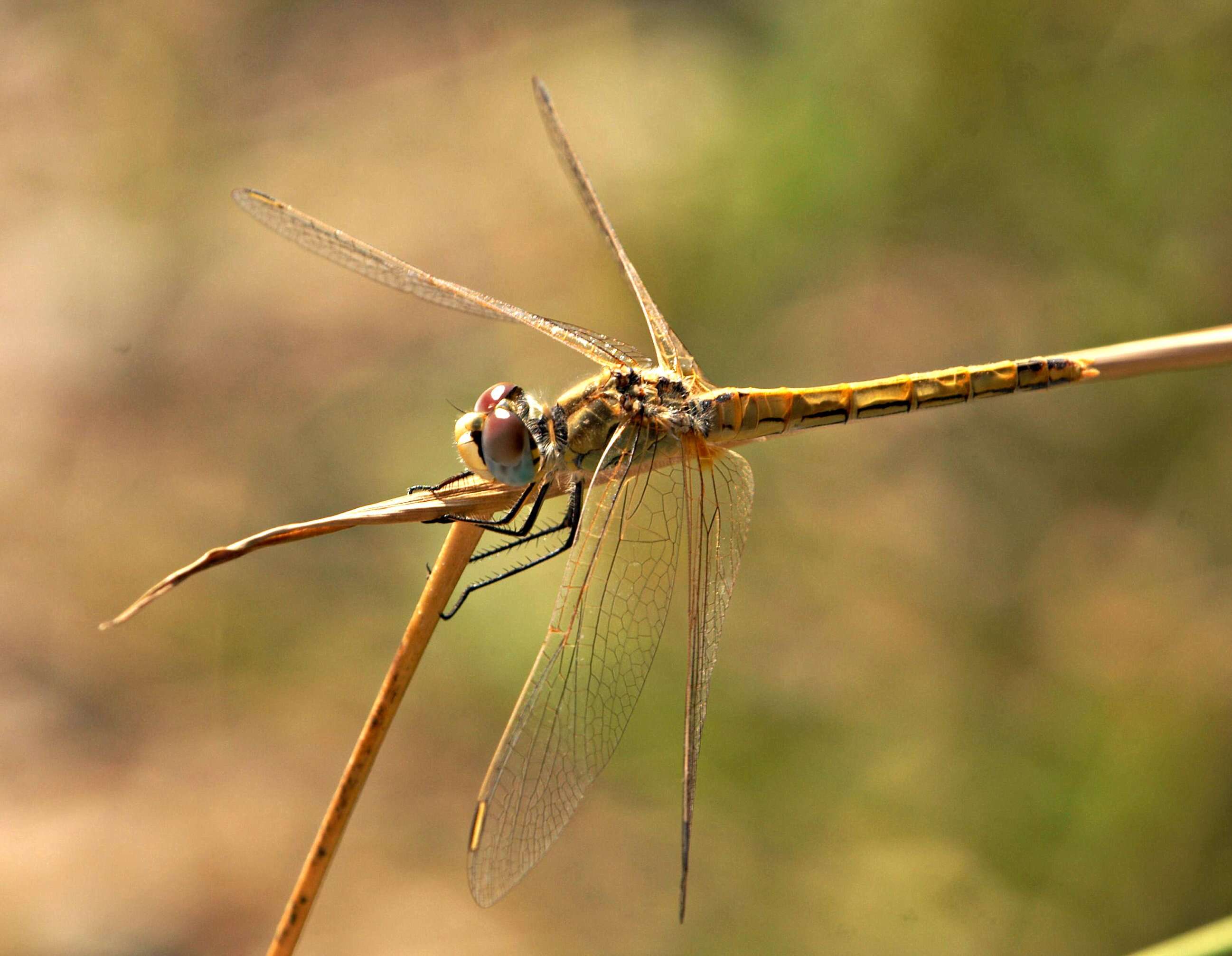 Image of Red-veined Darter