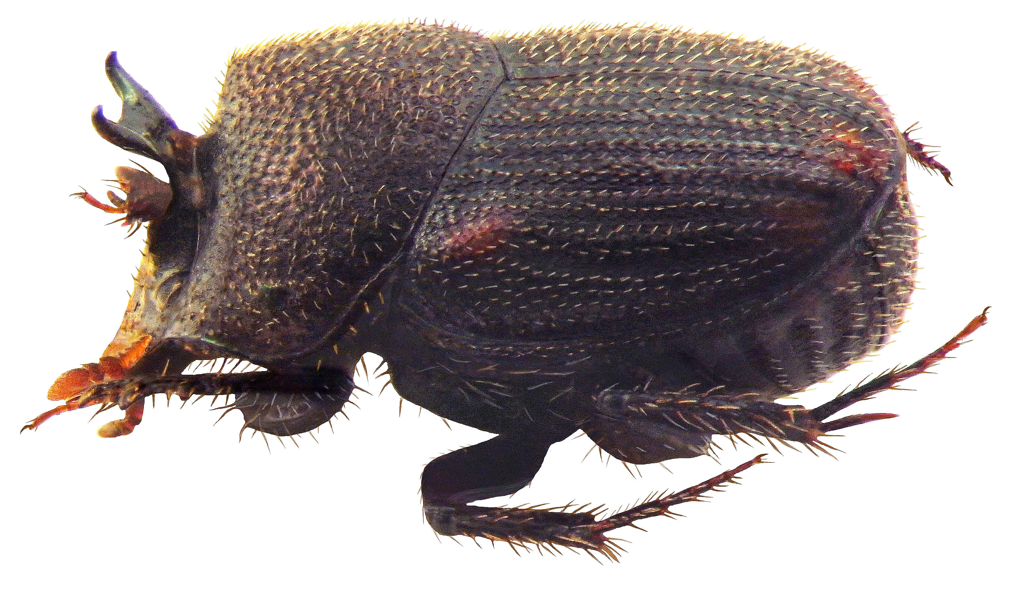 Image of Onthophagus schawalleri Scheuern 1996