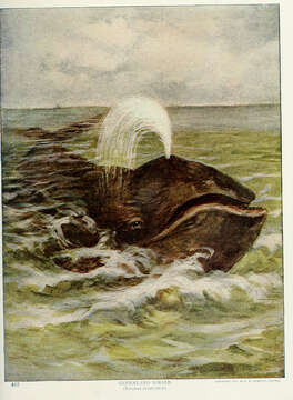 Image of right whales and bowhead whales