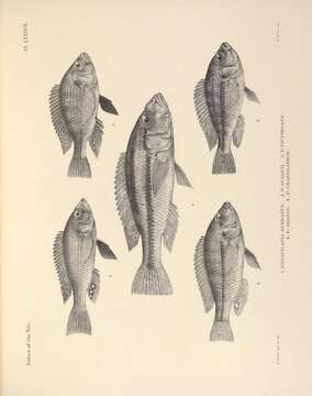 Haplochromis serranus (Pfeffer 1896) resmi