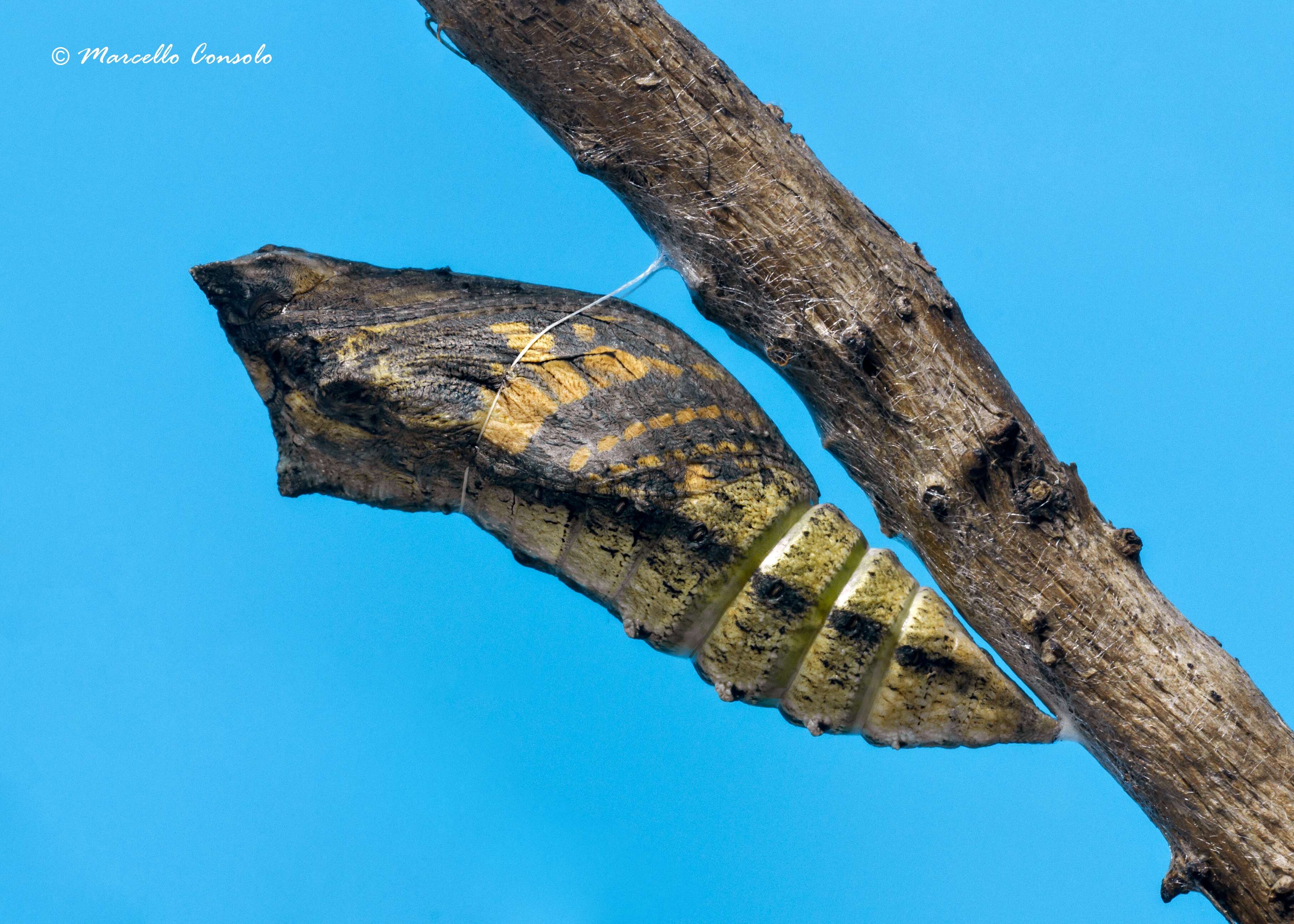 Image of Old World Swallowtail