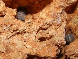 Image of pill bugs