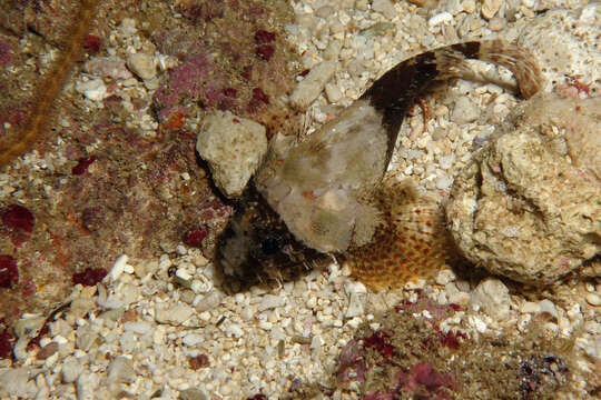 Image of Coral scorpionfish