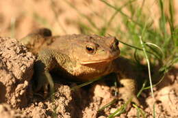 Image of Nile Valley Toad