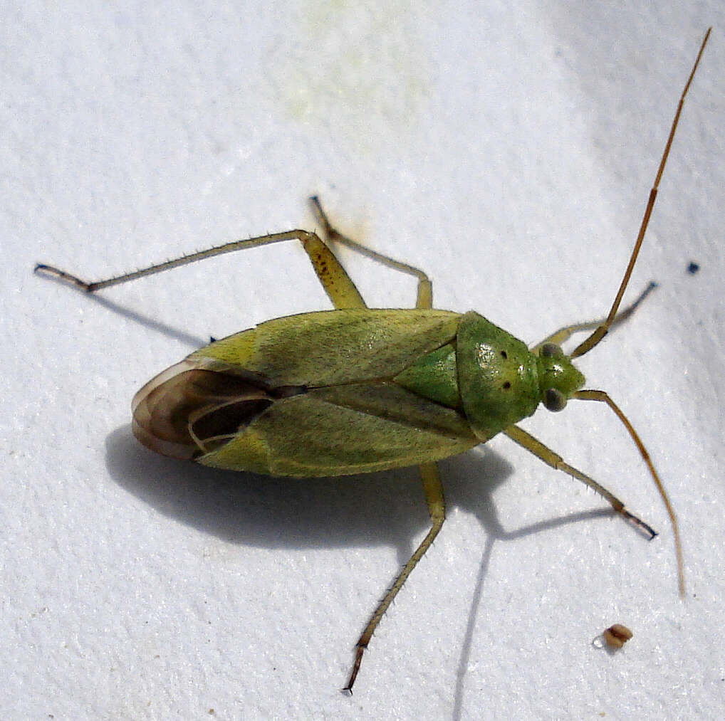 Image of Closterotomus