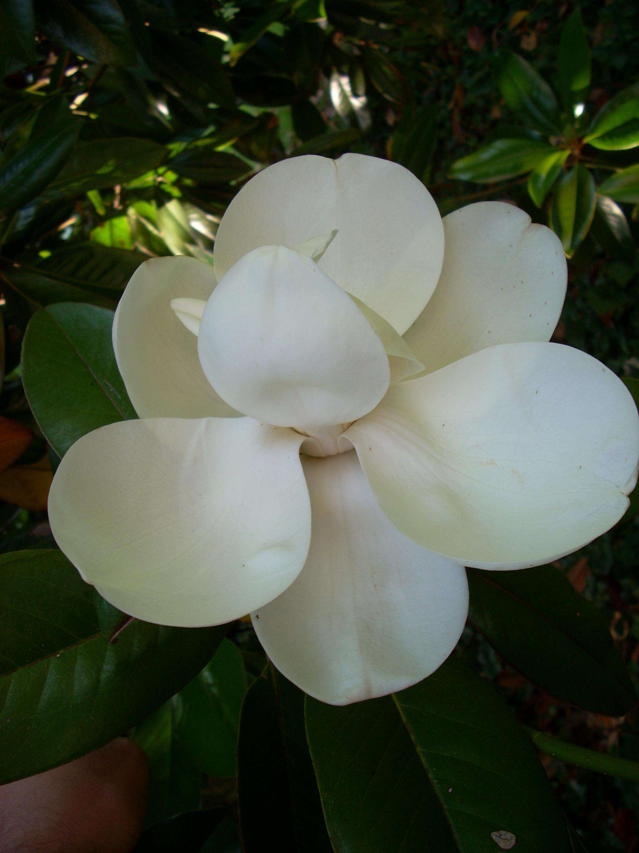 Image of southern magnolia