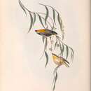 Image of Pardalotus striatus uropygialis Gould 1840