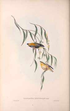 Image of Pardalotus striatus uropygialis Gould 1840