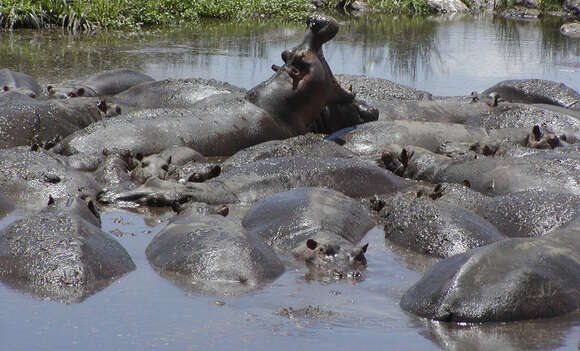 Hippopotamus Linnaeus 1758 resmi