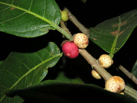 Image of Ficus costaricana (Liebm.) Miq.