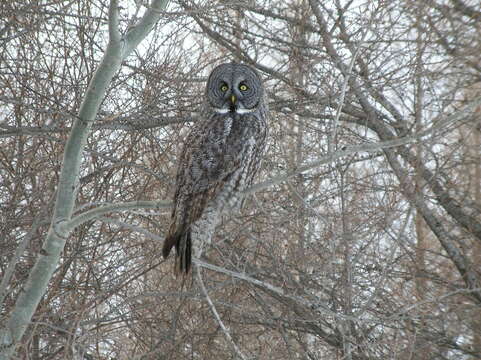 Image of Great Gray Owl