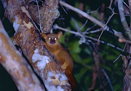 Image of Giant mouse lemur