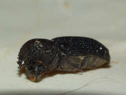 Image of horned powderpost beetles