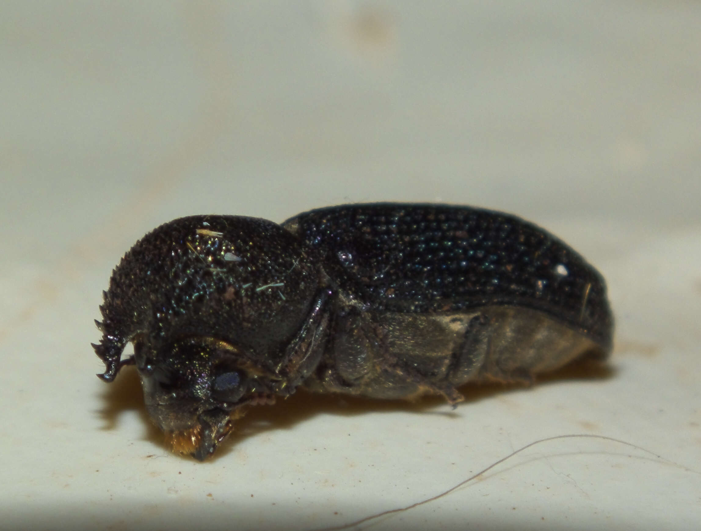 Image of horned powderpost beetles