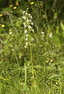 Слика од Platanthera chlorantha (Custer) Rchb.