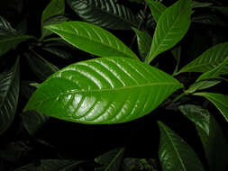 Psychotria marginata Sw.的圖片