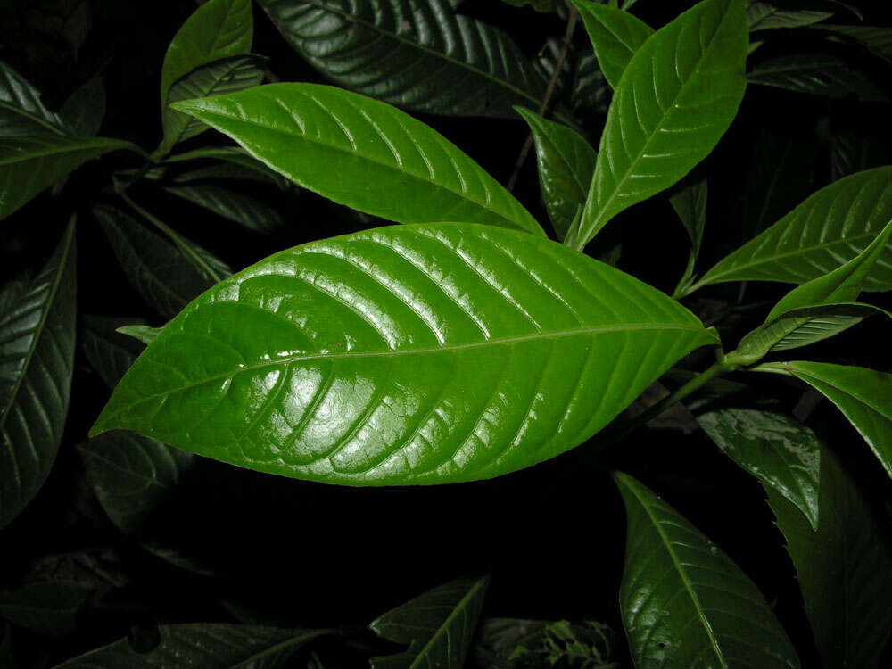 Image of Psychotria marginata Sw.