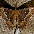 Image of Tulip-tree Silkmoth