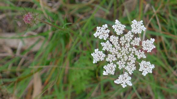 Image of wild carrot