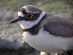 Image of Charadrius Linnaeus 1758