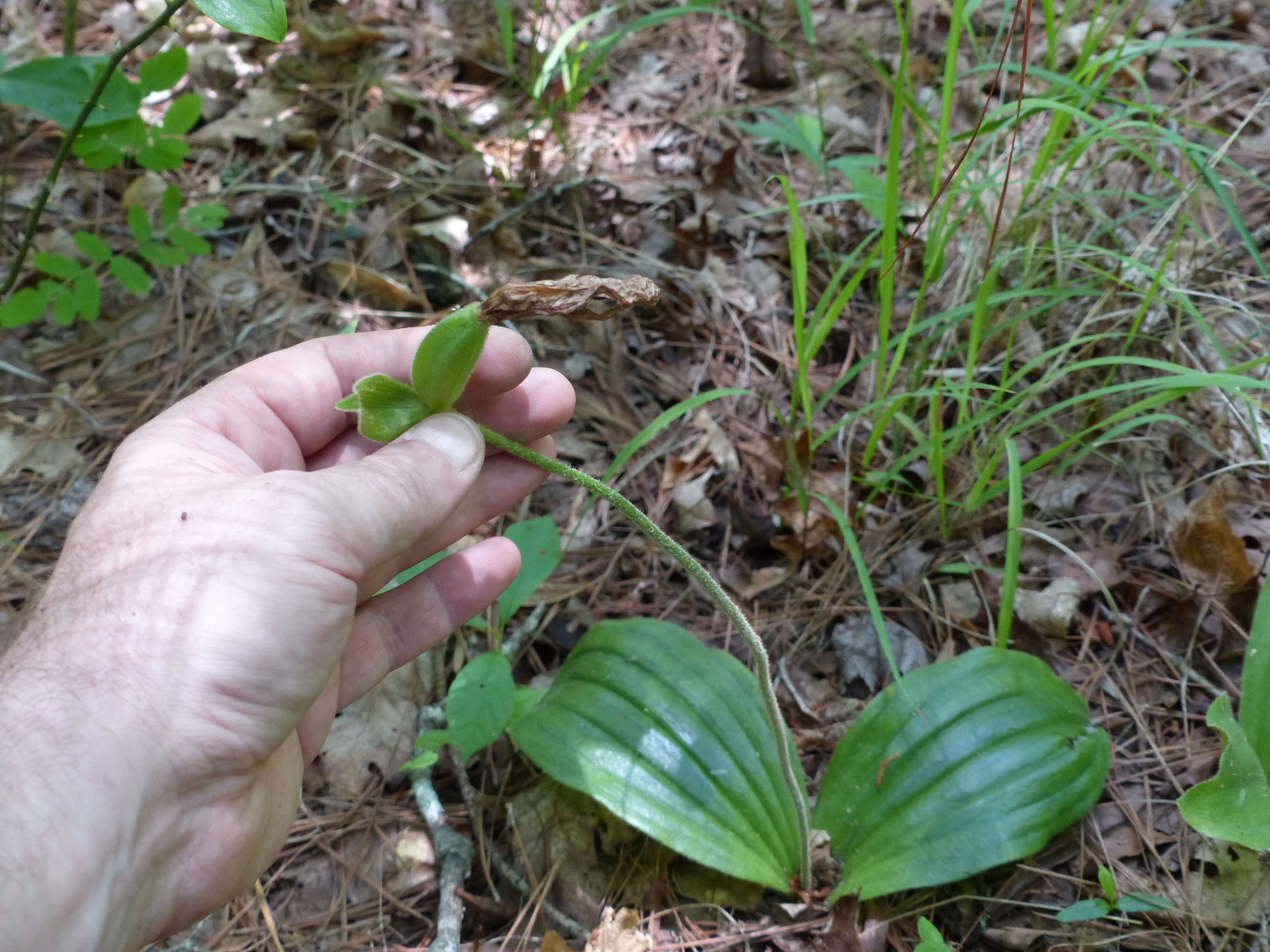 Слика од Cypripedium