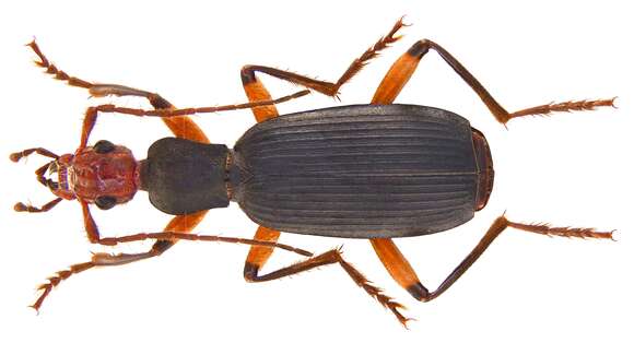 Image of False Bombardier Beetles