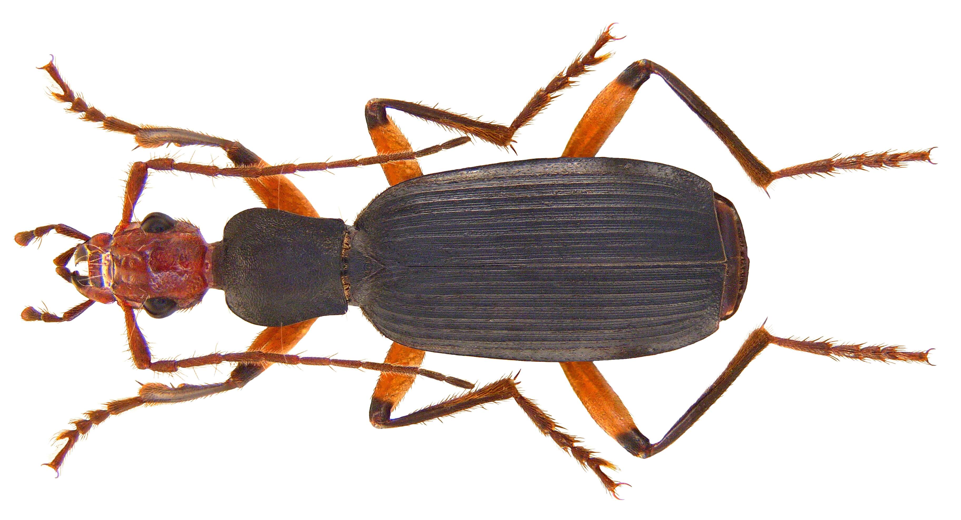 Image of Galerita (Galerita) orientalis Schmidt-Goebel 1846