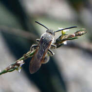 Imagem de Campsomeriella thoracica (Fabricius 1787)