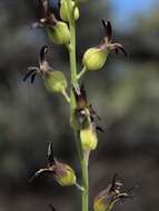 Слика од Streptanthus cordatus Nutt.