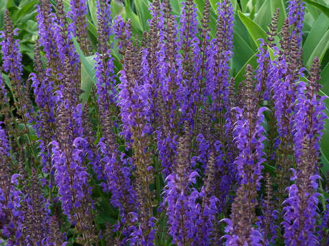 Image of Woodland sage