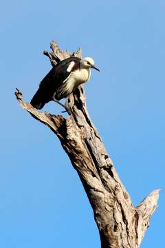 Image of Pacific Heron