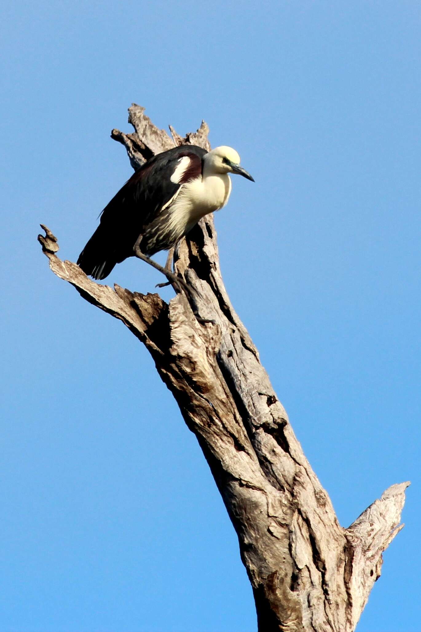 Image of Pacific Heron