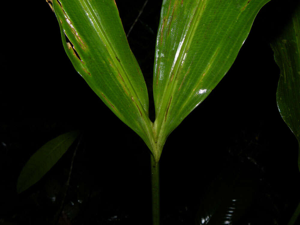 Image of Cyclanthus