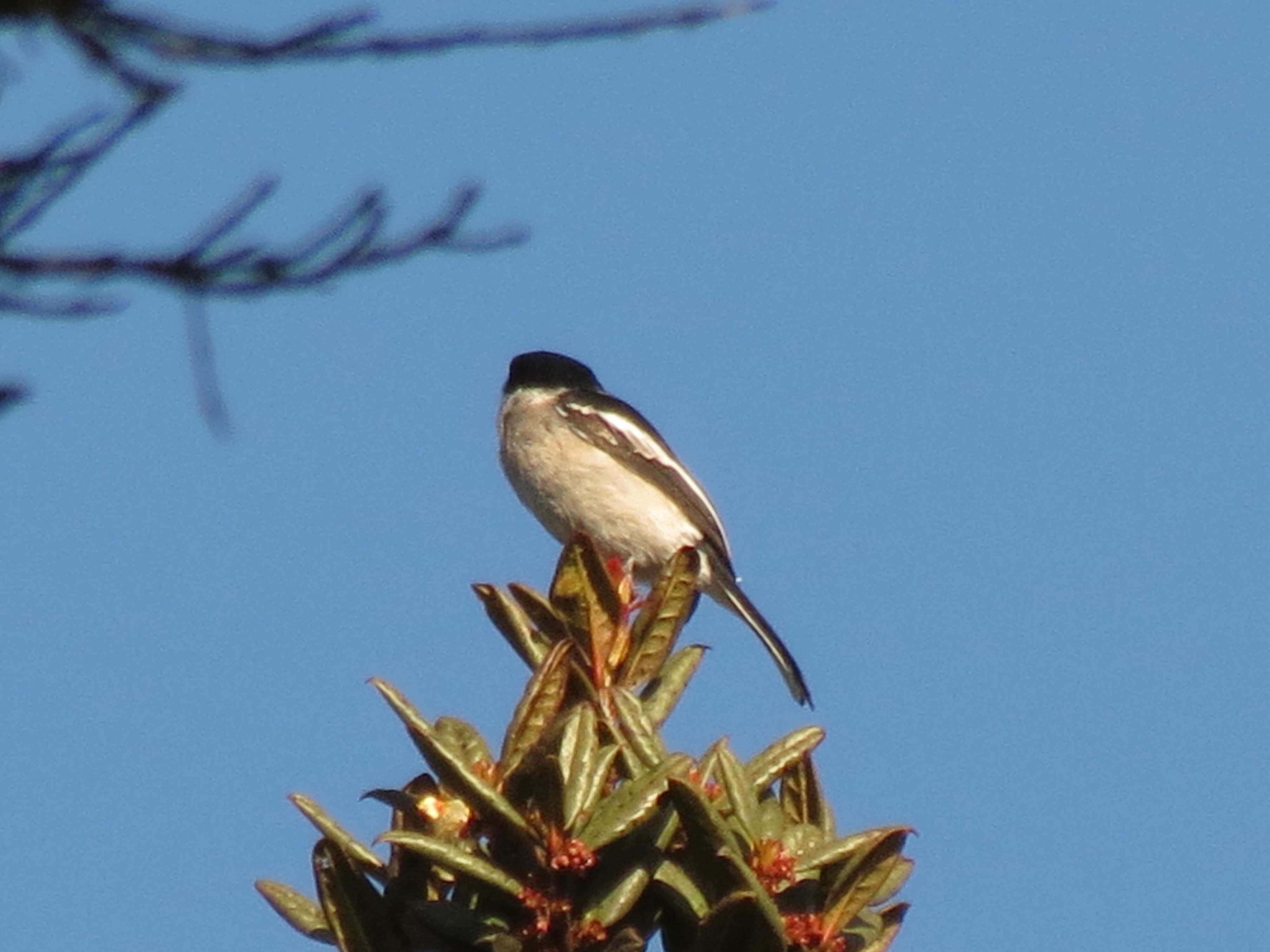 Image of Bar-winged Flycatcher Shrike