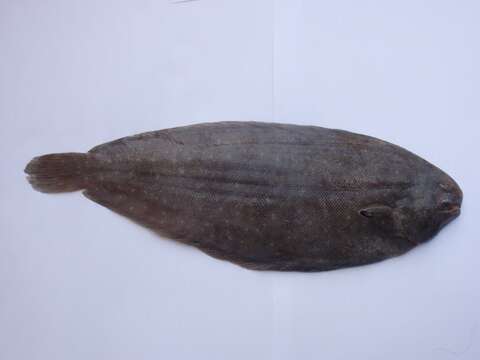 Image of Senegalese Sole