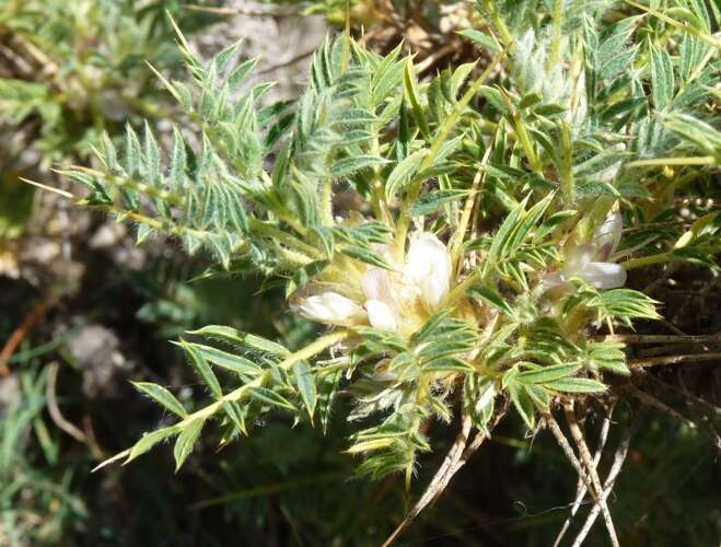 Image of Astragalus granatensis Lam.