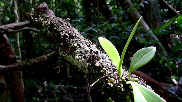 Peperomia obtusifolia (L.) A. Dietr. resmi