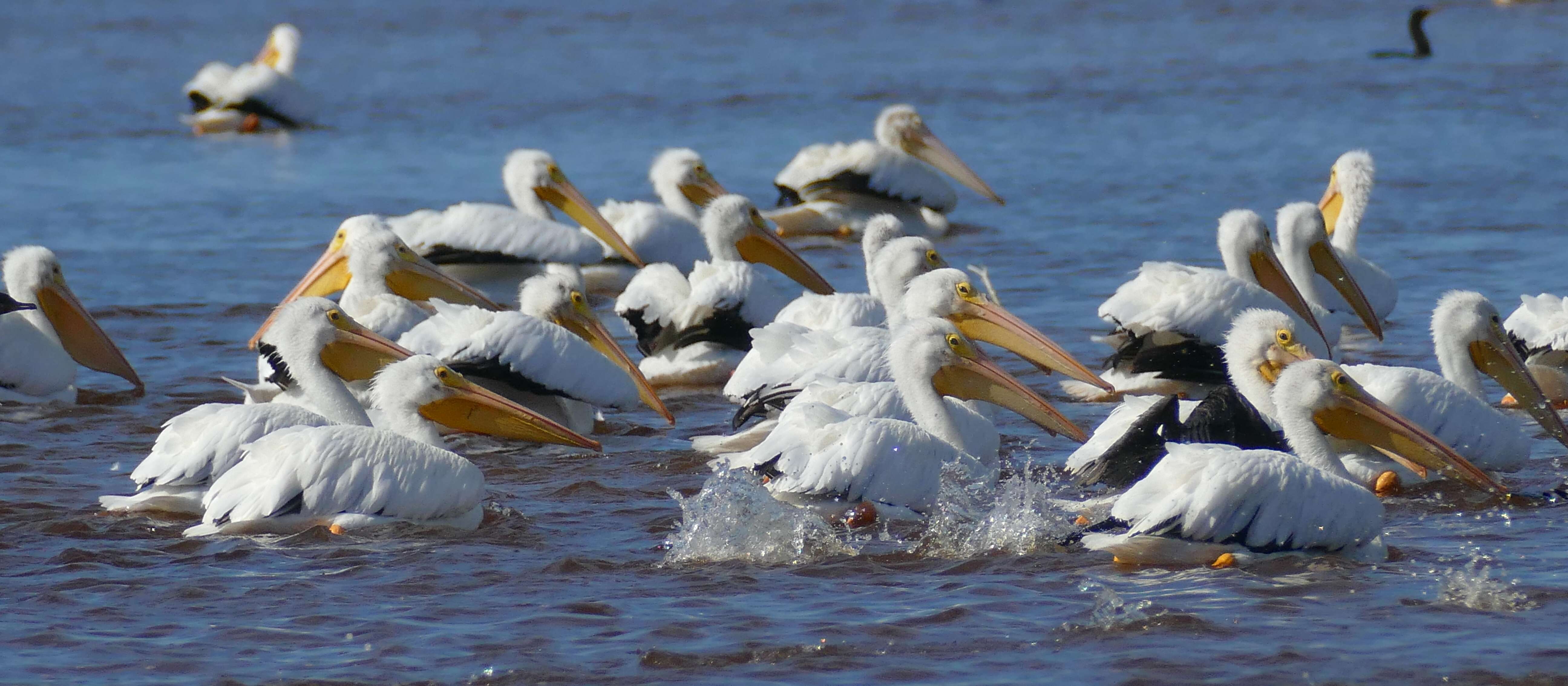 Image of pelicans
