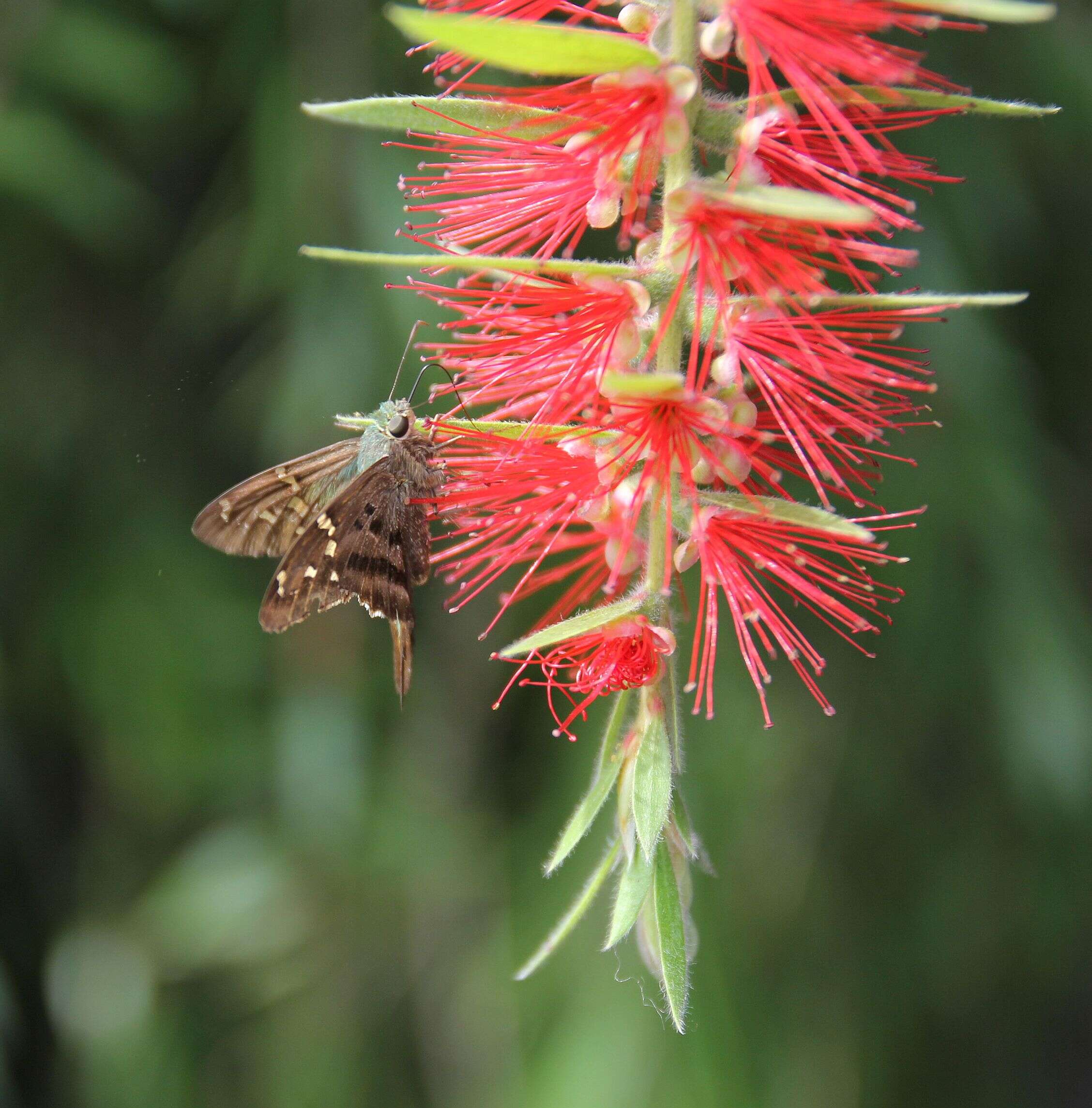 Image of Long-tailed Skipper