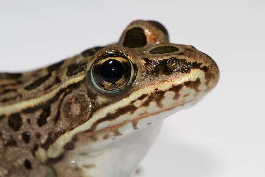 Image of Lithobates Fitzinger 1843