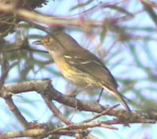 Image of Vireo Vieillot 1808