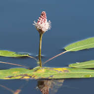 Image of Pinkweeds