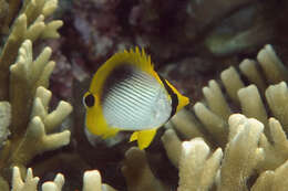 Image of Black-back Butterflyfish