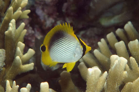 Image of Spot-tail Butterfly Fish