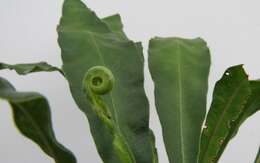 Image of Tall Tongue Fern