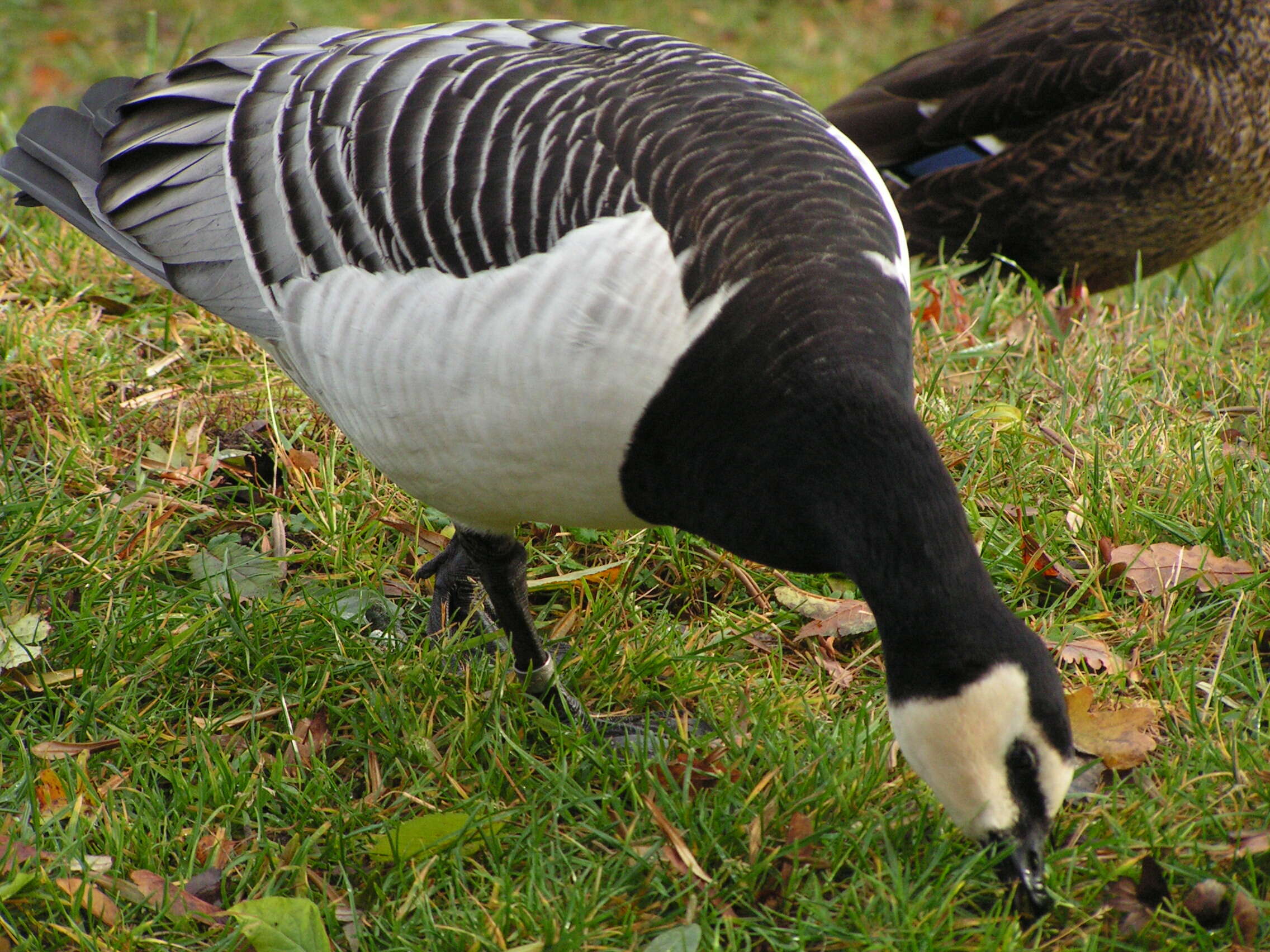 Image of Hawaiian goose