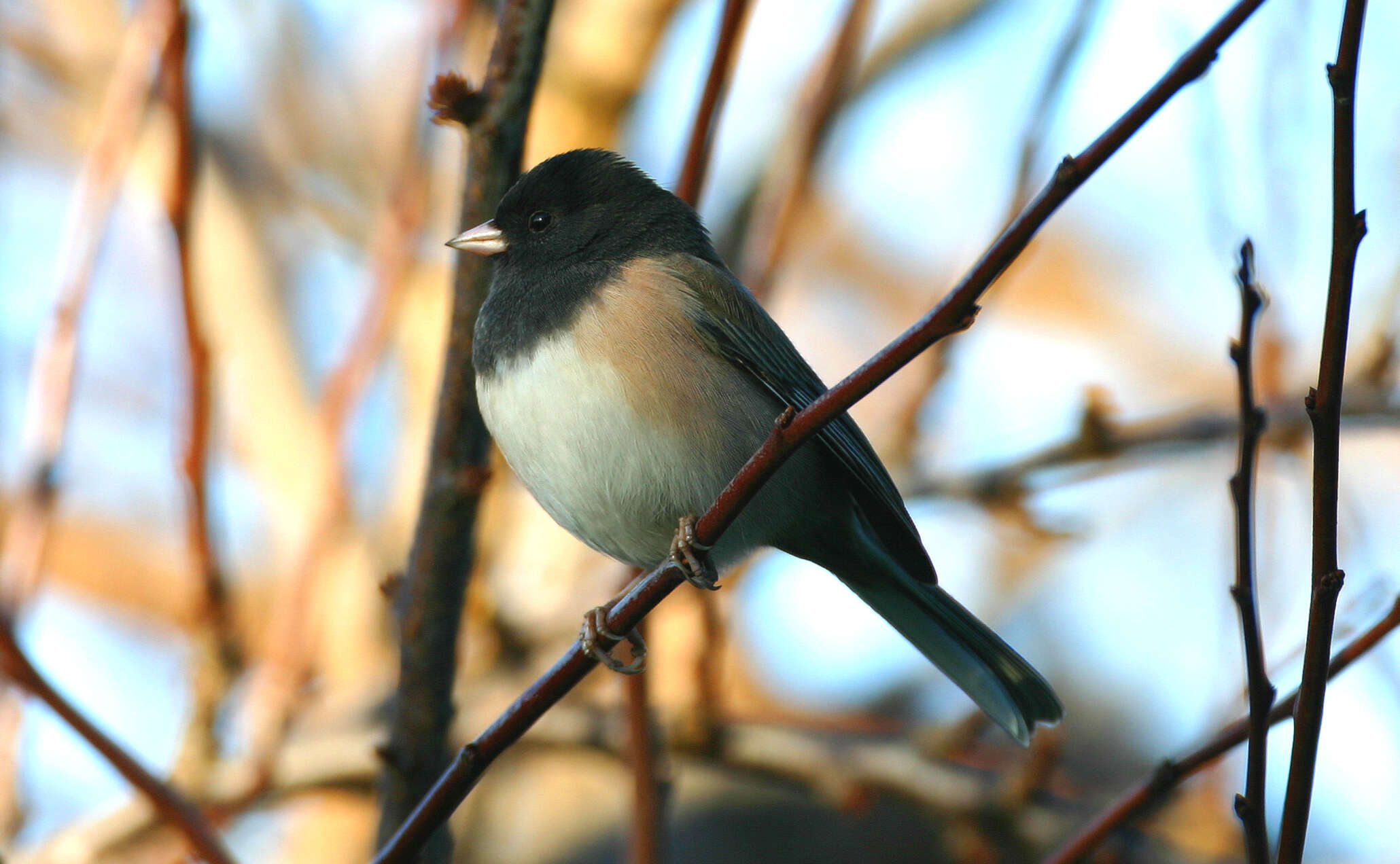 Image of juncos